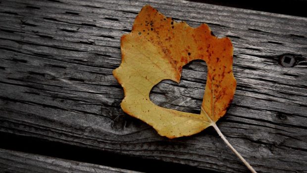 Hot Rustic Fall Background.