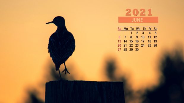 June 2021 Calendar Bird Wallpapers 4K.