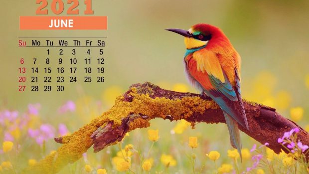 June 2021 Calendar Cute Bird Wallpapers HD.