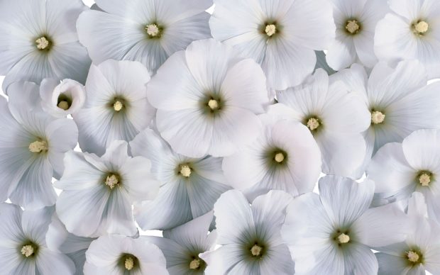Original Cool White Wallpaper.