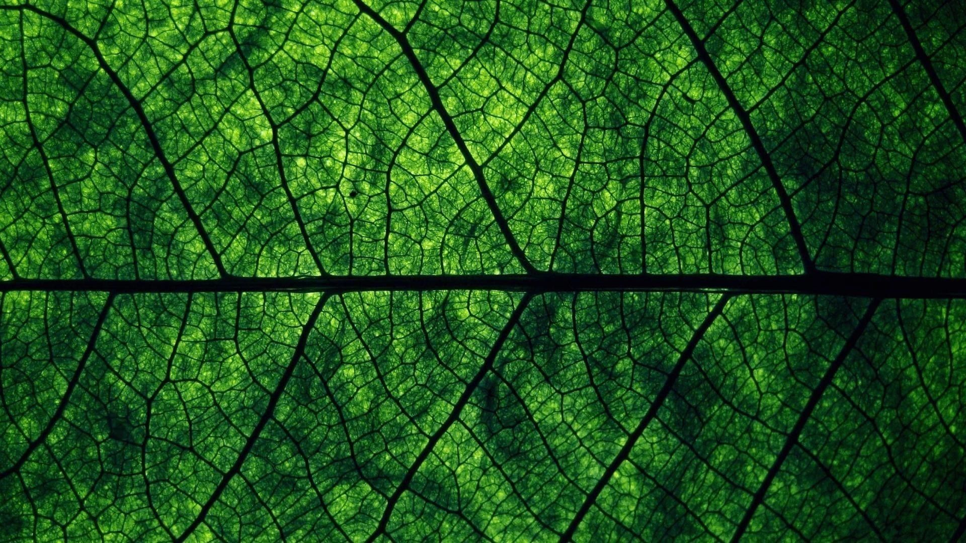 Cùng khám phá thế giới xanh tươi tắn của thiên nhiên với hình nền màu xanh lá cây đẹp nhất. Nền xanh tươi tràn đầy năng lượng, giúp bạn tạo động lực, tăng năng suất trong công việc. Click ngay để cập nhật chiếc máy tính của bạn với hình nền xanh lá cây đẹp mắt này!