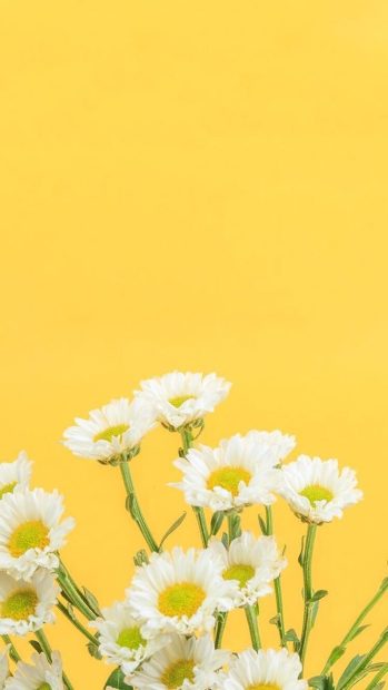 Original iPhone Yellow Aesthetic Wallpaper.