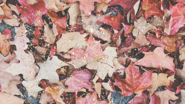 Pink Fall HD Wallpaper Free download.