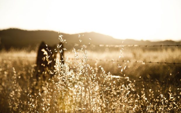 Rustic Fall Photo.