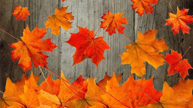 Rustic Fall Wallpaper for PC.