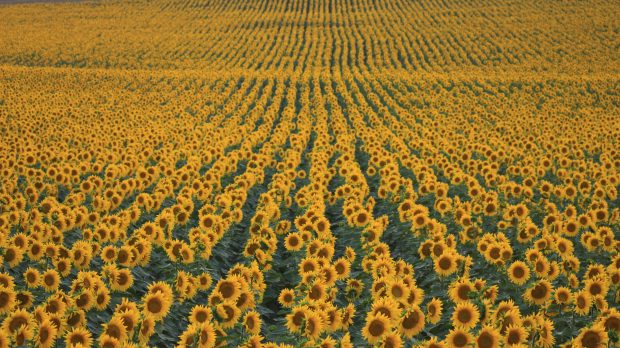 September Sunflower Wallpaper.