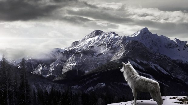 The best Cool Wolf Background.