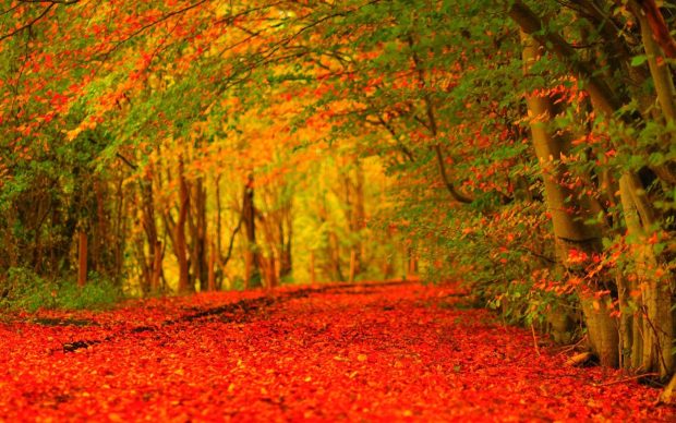 The best Rustic Fall Background.
