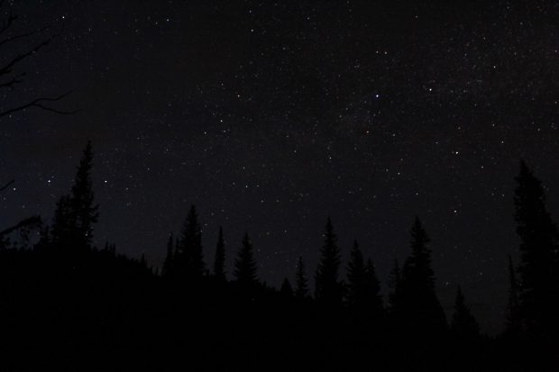 Tree Forest in the Black sky.