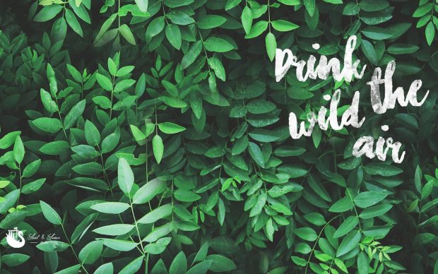 Wallpaper Pastel Green Aesthetic.