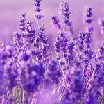 iPhone Lavender Aesthetic Wallpaper Free Download.