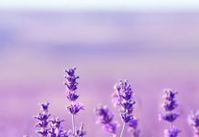 iPhone Lavender Aesthetic Wallpaper Free Download.