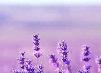 iPhone Lavender Aesthetic Wallpaper Free Download.