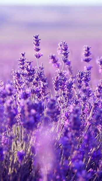 iPhone Lavender Aesthetic Wallpaper Free Download.