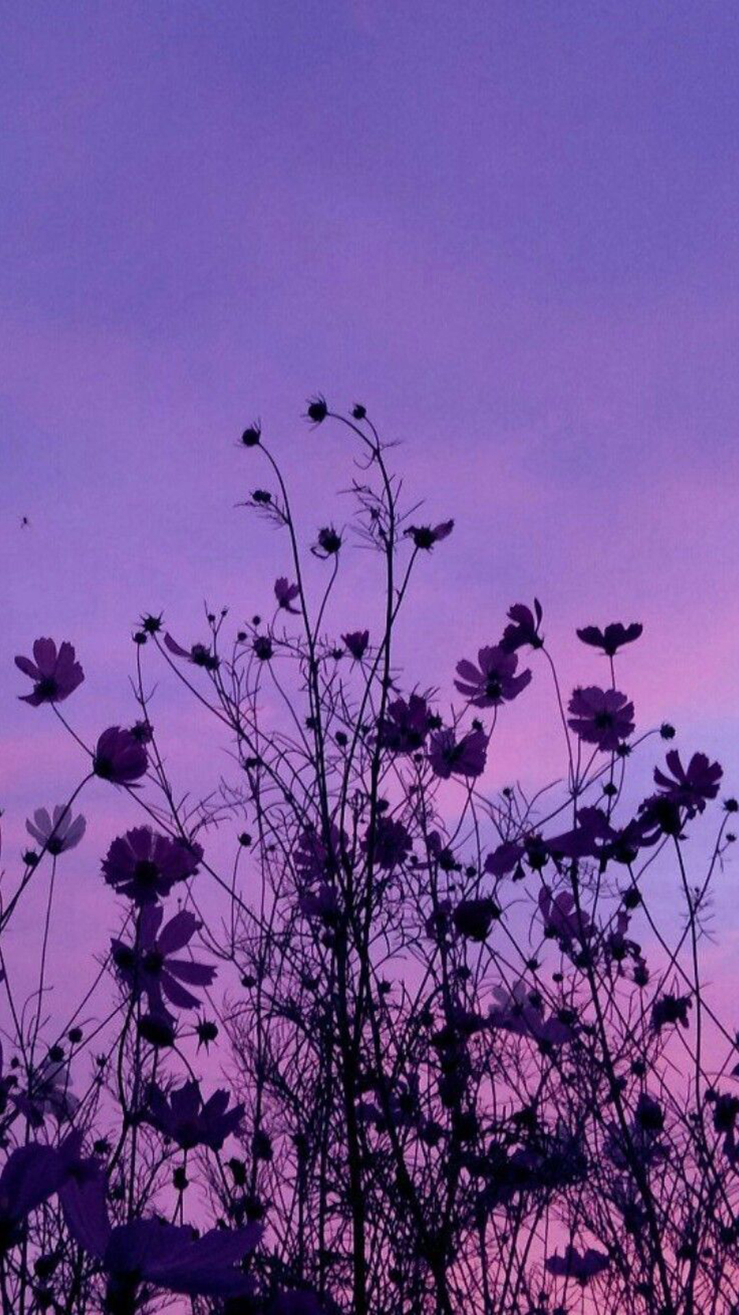 Lavender Aesthetic HD phone wallpaper  Peakpx