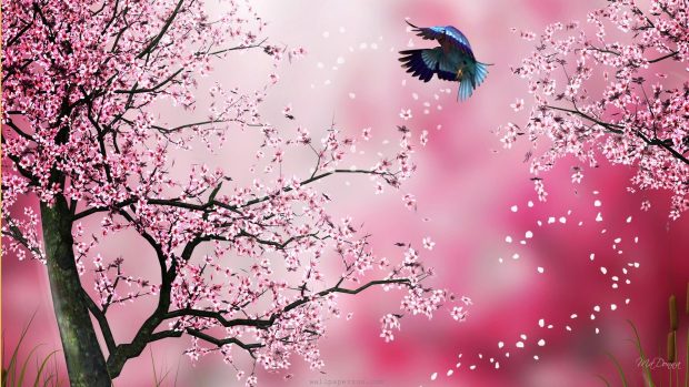 1920x1080 Cherry Blossom Background HD.