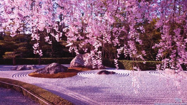 1920x1080 Cherry Blossom Wallpaper HD.