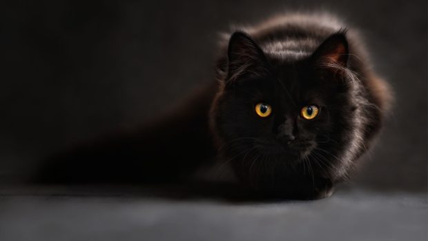 2560x1440 Black Cat Wallpaper HD.