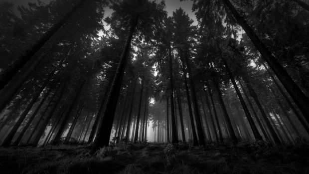 2560x1440 Dark Forest Wallpaper HD.