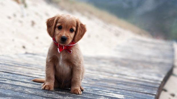 2560x1440 Puppies Wallpaper HD.