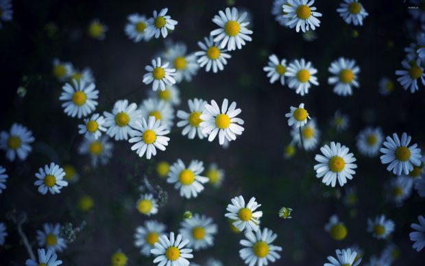 2560x1600 Daisy Wallpaper HD.