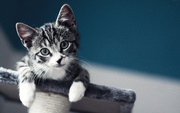 2560x1600 Kitten Wallpaper HD.