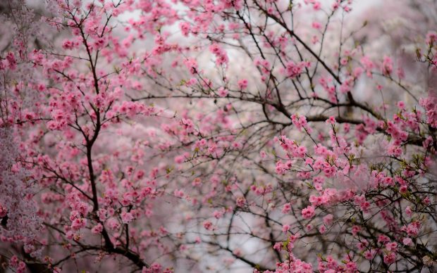 2880x1800 Cherry Blossom Background HD.
