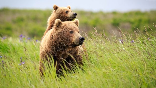 3840x2160 Bear Wallpaper HD.