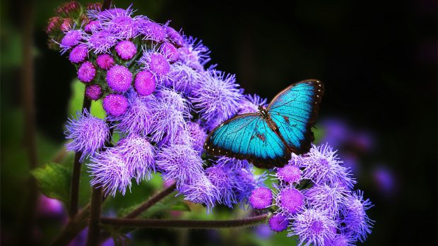 3840x2160 Butterflies Wallpaper HD.