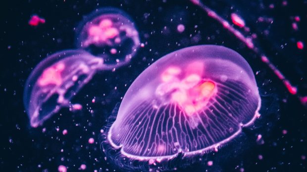 3840x2160 Jellyfish Wallpaper HD.