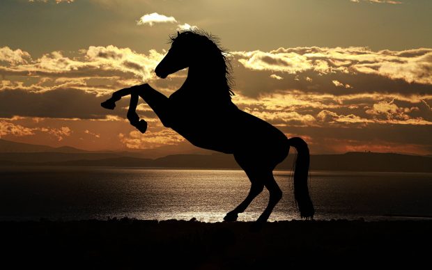 3840x2400 Horse Wallpaper HD.