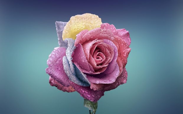 3840x2400 Rose Wallpaper HD.