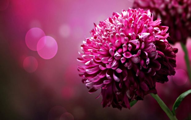 3D Flower HD Wallpaper Free download.