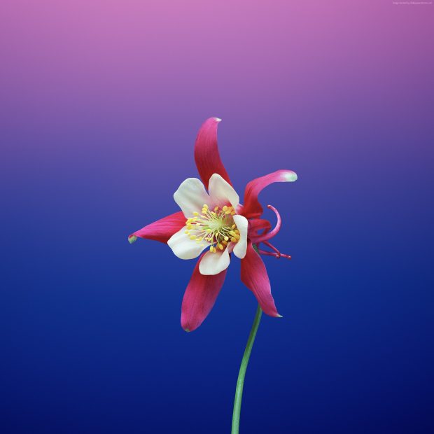 3D Flower Wallpaper High Quality.