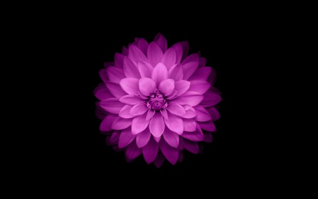 3D Flower Wallpaper Laptop.