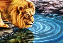 3D Live HD Wallpaper Free download Lion.