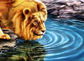 3D Live HD Wallpaper Free download Lion.