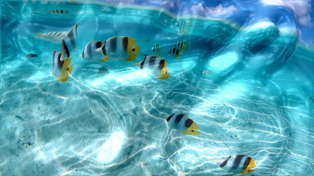 3D Live Wallpaper Free Download Fish.