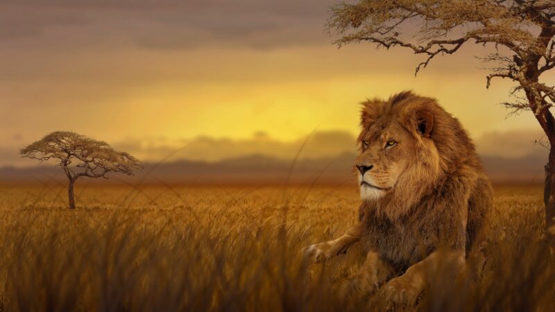 Animal HD Wallpapers - PixelsTalk