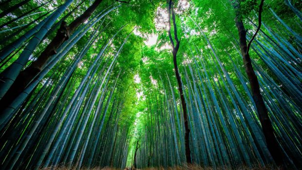 4K Bamboo HD Wallpaper Free download.