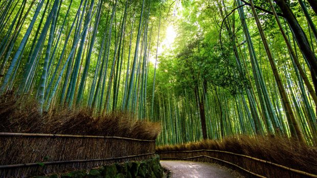 4K Bamboo Image.