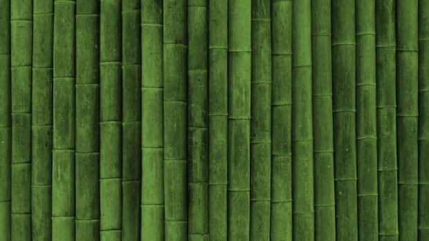 4K Bamboo Photo.