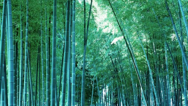 4K Bamboo Wallpaper.