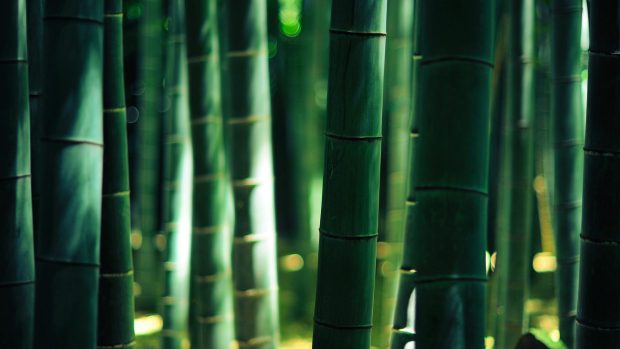 4K Bamboo Wallpaper Free Download.