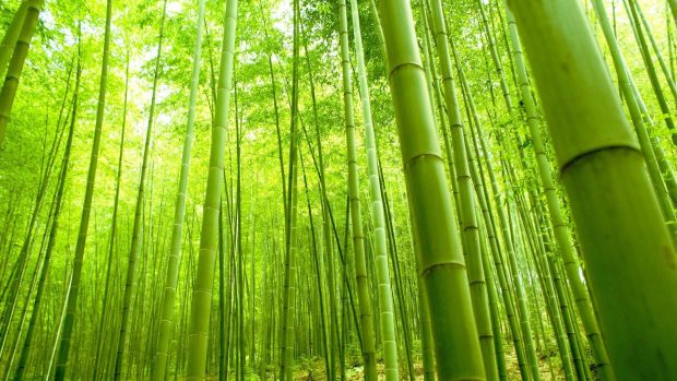 4K Bamboo Wallpaper for Mac.