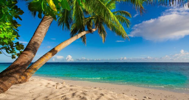 4K Beach Backgrounds Coconut Tree.