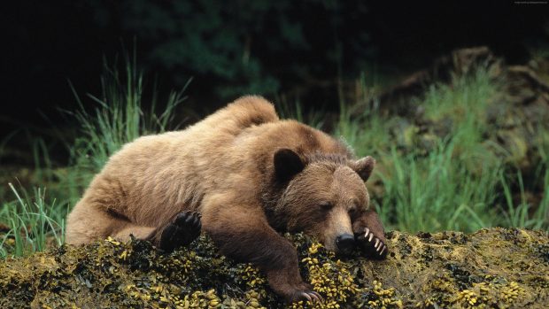 4K Bear Wallpaper HD.