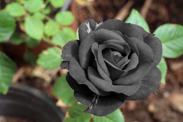 4K Black Rose Wallpaper HD.