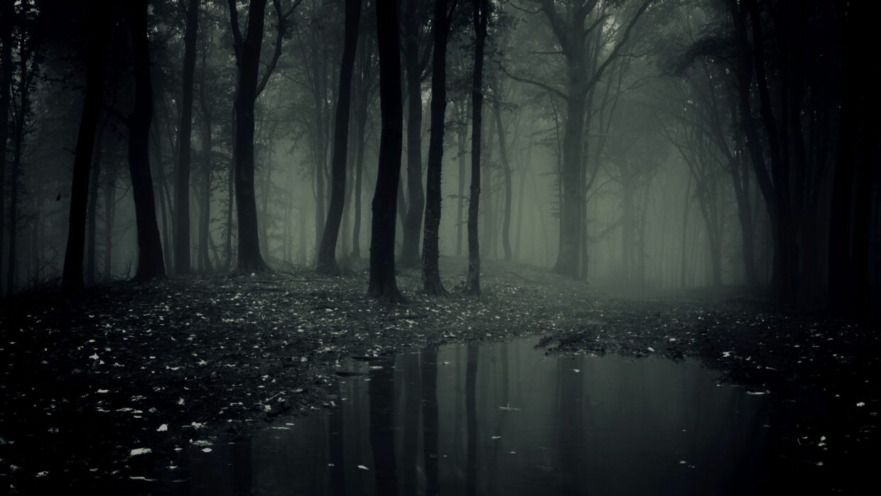 Dark Forest Wallpapers HD High Quality - PixelsTalk