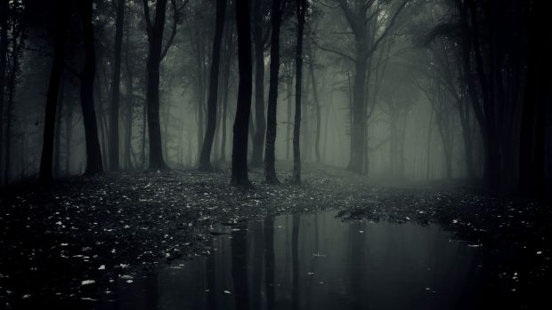 4K Dark Forest Wallpaper HD.